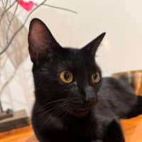 Photo of 🐾 Adelaide 🐾
