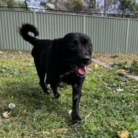 Photo of Bear