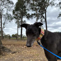 Photo of Jay The Greyhound