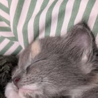 Photo of Cricket