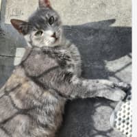 Photo of Scarlett Meet Me@Petstock Dandenong Storw