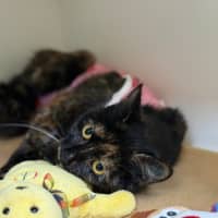 Photo of 🩰 Dapple 6394 🩰