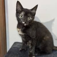 Photo of Frankie