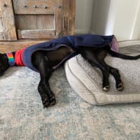 Photo of Georgia The Greyhound 