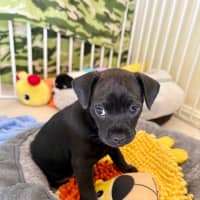 Photo of Zella   8 Week Old Mixed Breed