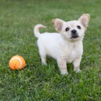 Photo of Annie