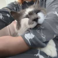 Photo of Gandalf