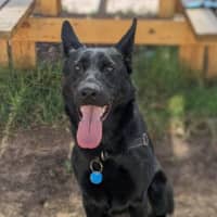 Photo of Laika