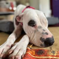Photo of Lilli