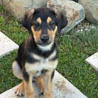 Photo of Doogey (P16)