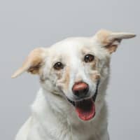 Photo of Reyna   5 Year Old Border Collie X Kelpie