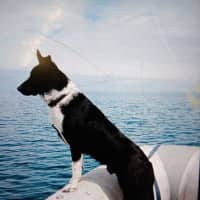 Photo of Buddy