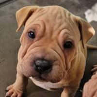 Photo of D1021 Rebel 