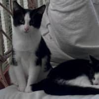 Photo of Solano And Sirocco