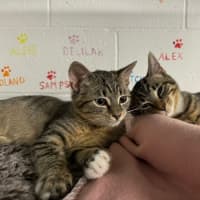 Photo of Rigatoni And Ravioli