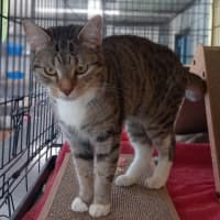 Photo of Tibby