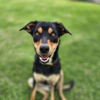 Photo of Pharaoh