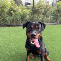 Photo of Shadow Imp 2288