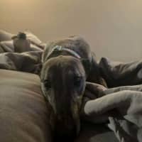 Photo of Jeff, The Greyhound