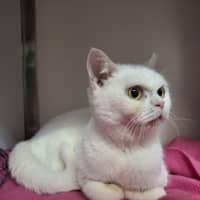 Photo of Snowball