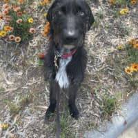 Photo of Roxy Peggotty