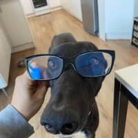 Photo of Danni, The Greyhound