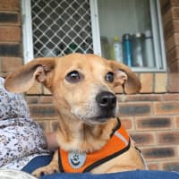 Photo of Honey