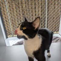 Photo of Sir Meowsalot