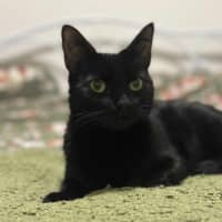 Photo of Olive🫒* 9 Lives Project Rescue*