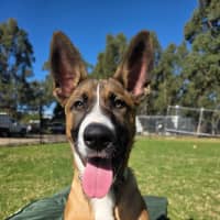 Photo of Jester