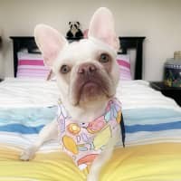 Photo of 🧚‍♀️pixie🧚‍♀️