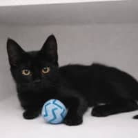 Photo of Leo And Luna 