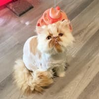 Photo of 🧡Artemis & Lula💙