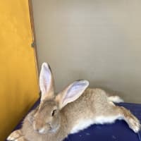 Photo of Cookie