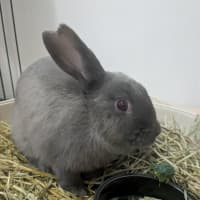 Photo of Charlie Barkin