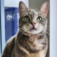 Photo of 💘 Ziggy 6642 💘