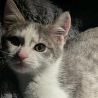 Photo of Pedro   In Foster Care In Ashburton