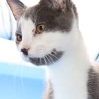 Photo of Friday  & Jackson  Now At Pet Quarters Broadmeadow