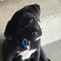 Photo of Cosmo
