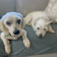 Photo of Ziggy And Bailie