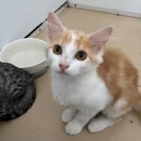 Photo of Ravioli