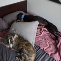 Photo of Jay, The Greyhound