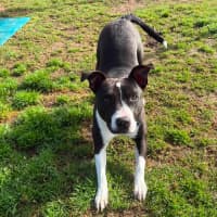Photo of Molly Imp 1754