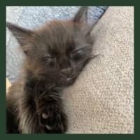 Photo of Milo