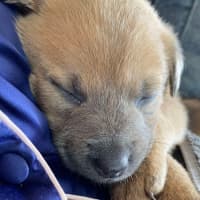 Photo of Chilli   8 Week Old Kelpie X (Trial)