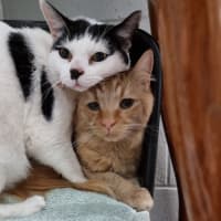 Photo of Nala (Bonded With Simba) 