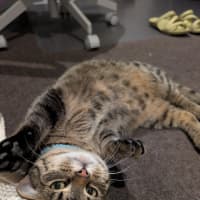 Photo of Wally *9 Lives Project Rescue*