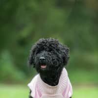 Photo of Dexter