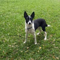 Photo of Pippa   1 Year Old Cattle Dog X