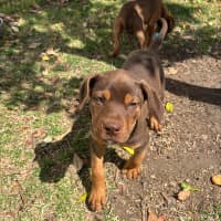 Photo of Bruiser